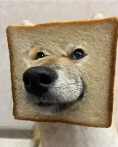 Shiba Inu в хлебе
